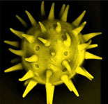 Microscopic pollen grain